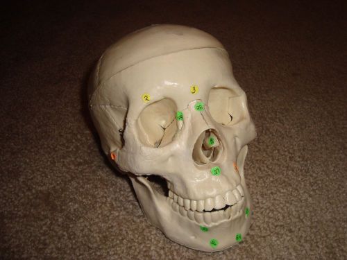 Pre-owned Human Skull Anatomical Anatomy Skeleton Medical Model