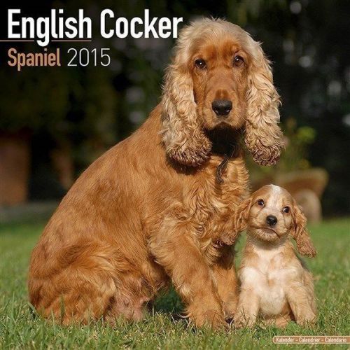 New 2015 english cocker spaniel wall calendar by avonside- free priority shippin for sale