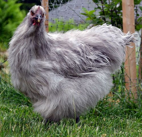 6+ Hedemora Chicken Hatching Eggs NPIP