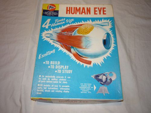 Human Eye Model