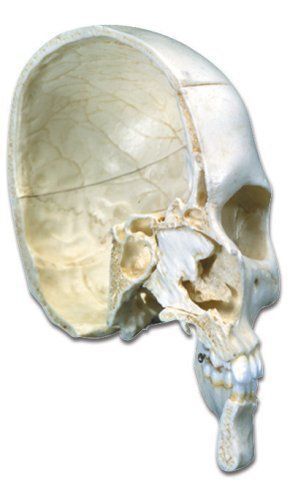 NEW 3B SCIENTIFIC A280 4 PART BONELIKE HUMAN HALF BONY SKULL MODEL