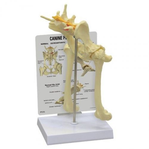 NEW Anatomical Veterinary Canine Dog Pelvis Hip Model OVERSTOCKED RETURNED