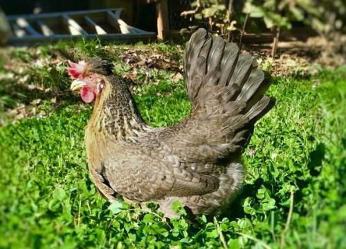 8+ cream legbar hatching eggs greenfire and rees lines excellent fertility for sale