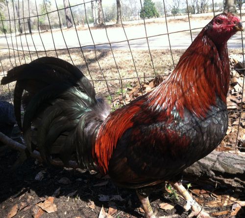 7 Bobby Boles Asil / Payton McCrae Cross Game Fowl Fertile Hatching Eggs