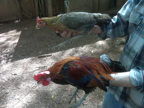 10 +2 Red Junglefowl hatching eggs