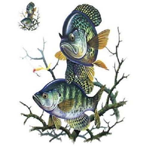 Crappie Fish HEAT PRESS TRANSFER for T Shirt Bag Sweatshirt Quilt Fabric 247o