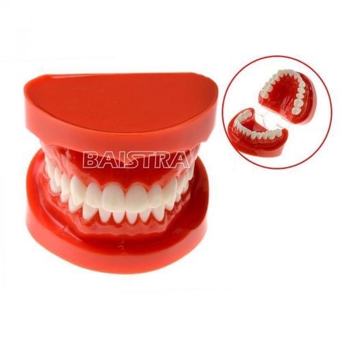 New 1 pc dental teeth model adult standard typodont demonstration model 7004 for sale