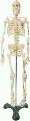 HUMAN BODY SKELETON ANATOMICAL ANATOMY QUALITY MEDICAL MODEL NURSING SCHOOL BONE