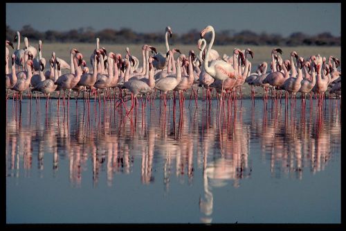 COREL STOCK PHOTO CD African Birds Series 268000