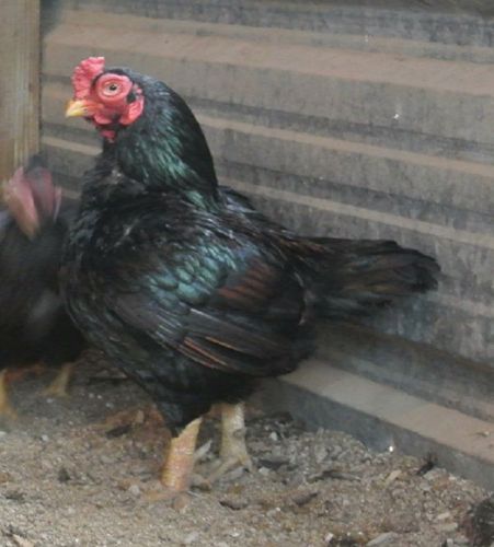 6 DARK CORNISH BANTAM hatching eggs SUPER SHOW QUALITY BIRDS