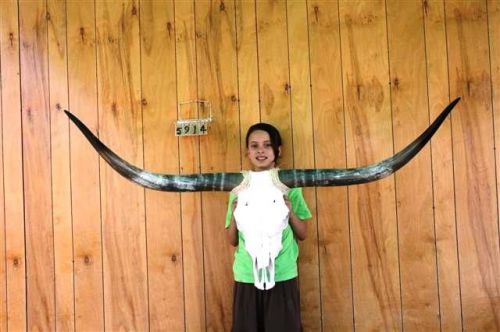 STEER SKULL LONG HORNS 4&#039;10&#034; COW BULL SKULLS HORN H5914