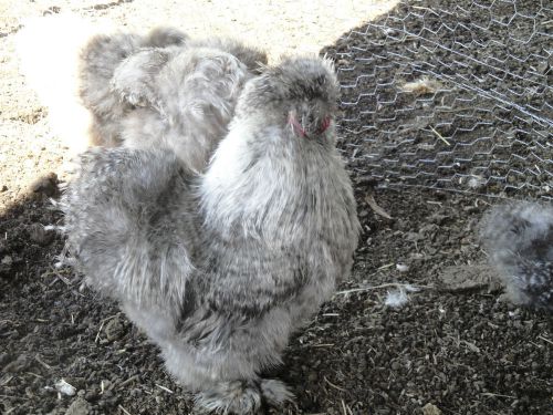 Silkie Hatching Eggs- 18- Blue, Black, Splash, Cuckoo