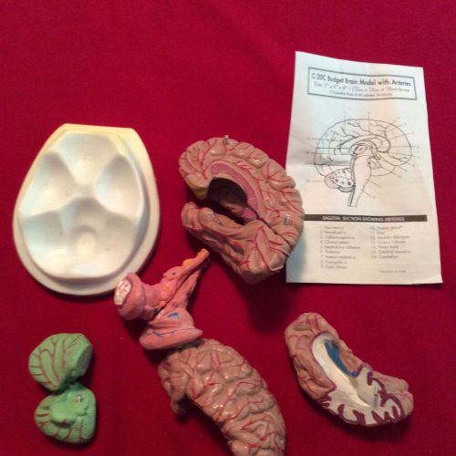 8-PART-HUMAN-BRAIN-w-ARTERIES-ANATOMICAL-ANATOMY-MODEL  Model C-20C ~DX~