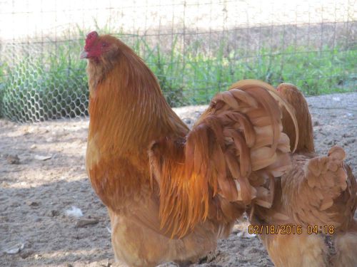 14+Buff Ameraucana Hatching Eggs