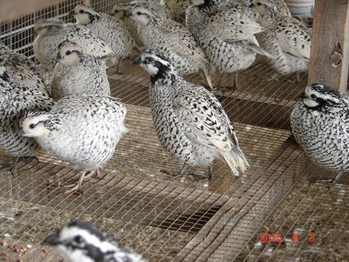 30+ bobwhite quail eggs..10+ each of butler, mexican speckled and snowflake for sale