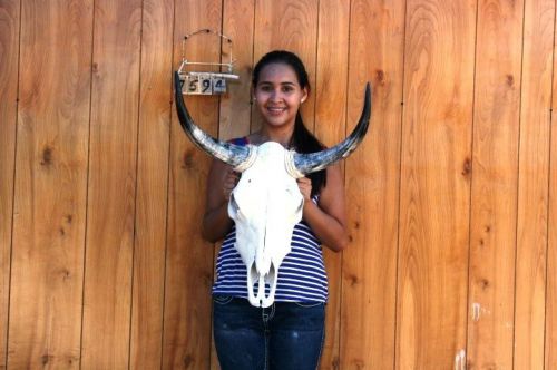 STEER SKULL LONG HORNS 1&#039; 9&#034; COW BULL SKULLS HORN H7594