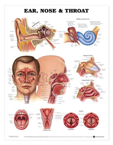 Ear, Nose and Throat ENT * Anatomy Poster * Anatomical Chart Company