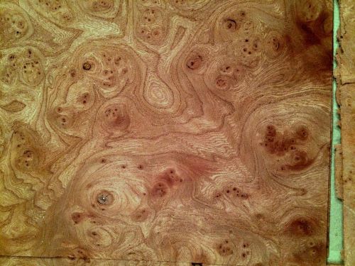 Carpathian elm burl 8 x 7 wood veneer  #v1624 for sale