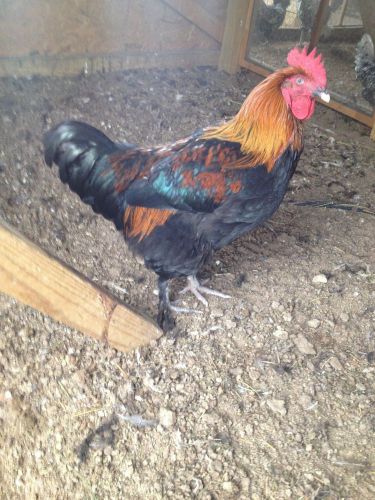 8 + French Black Copper Marans Hatching Eggs