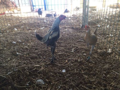 10 ++ Rare Modern Game Bantam Hatching Eggs