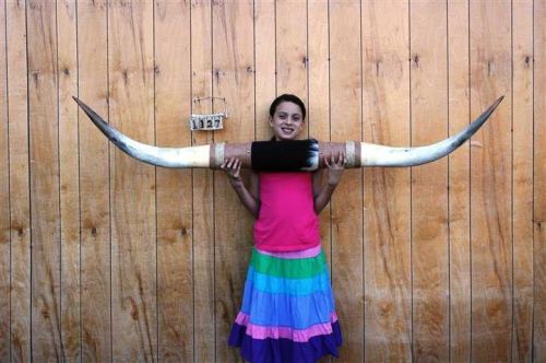 STEER LONG HORNS 5&#039; 8&#034; NO SKULL SKULLS HORN COW BULL LH1127