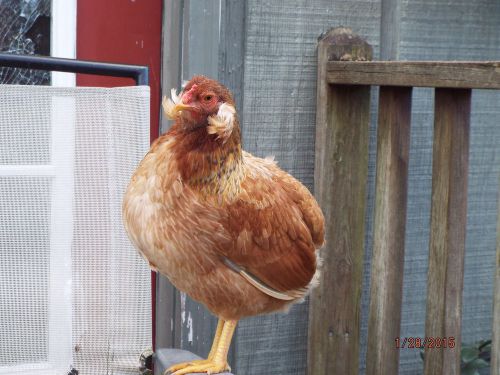 Araucana Hatching Eggs... 6 Araucana Hatching Eggs Incubator ready