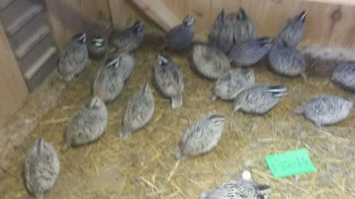 10+ 4 Snowflake bobwhite quail eggs npip certified