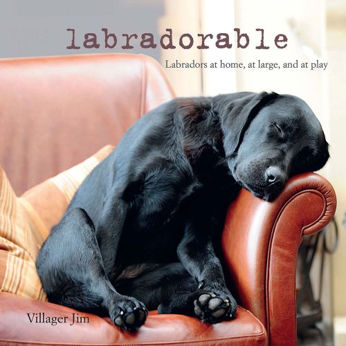 Cico Books-Labradorable