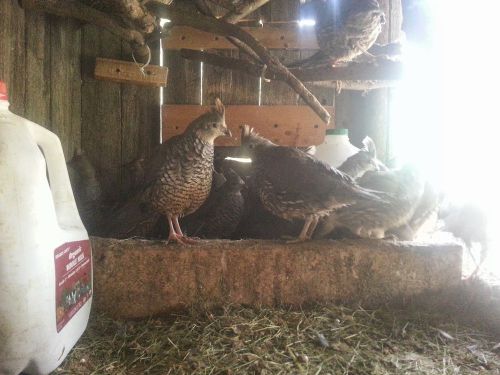 20 BLUE SCALE QUAIL HATCHING EGGS (PRE-SALE)