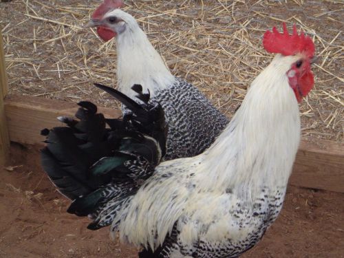 10 + EGYPTIAN FAYOUMIS CHICKEN HATCHING EGGS NPIP