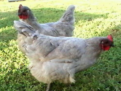 +4 Lavender orpington&#039;s 2 splash hatching eggs