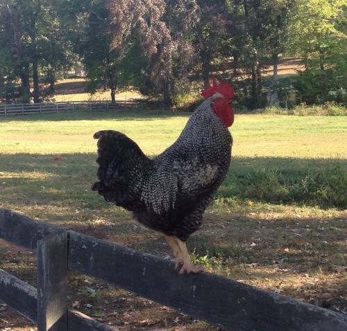 12+ Barnyard Mix ... Amerucana/Salmon Faverolle, Barred Rock, Cochin