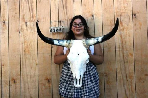 Steer skull and 2&#039; 9&#034; long horns cow longhorns h6304 for sale