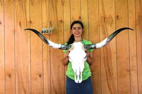 STEER SKULL LONG HORNS 4&#039; 4&#034; COW BULL SKULLS HORN H6022