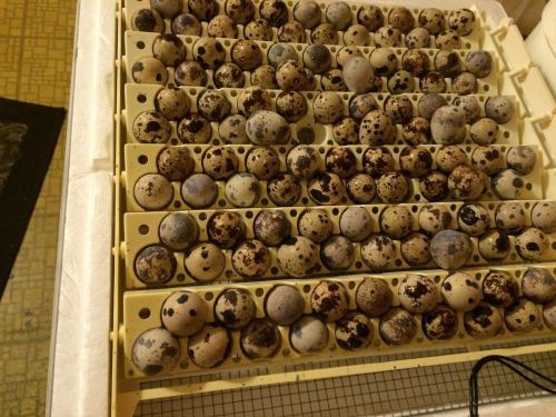 60++ Brown Pharoah quail eggs for hatching