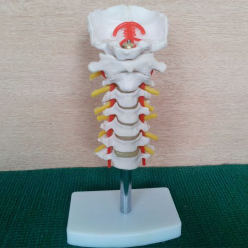 Life Size Cervical Vertebral Column with Neck Artery Joint Model Medical Anatomy