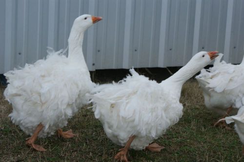 4 Sebastopol Goose Eggs