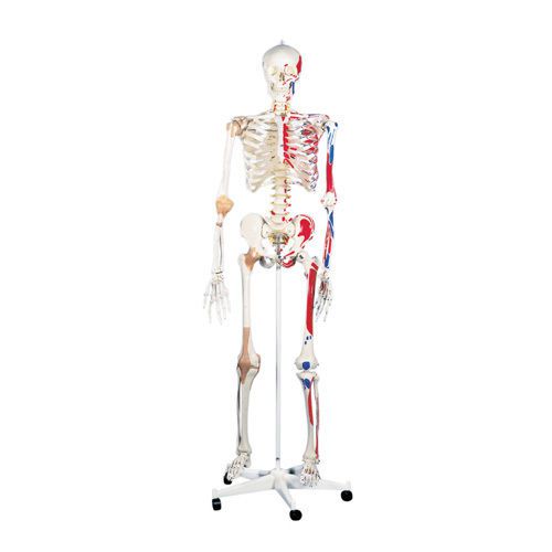 3B Scientific A13 Plastic Super Human Skeleton Model &#034;Sam&#034;