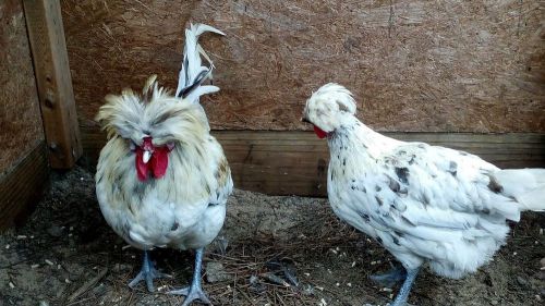 3 Splash Polish fertile hatching eggs