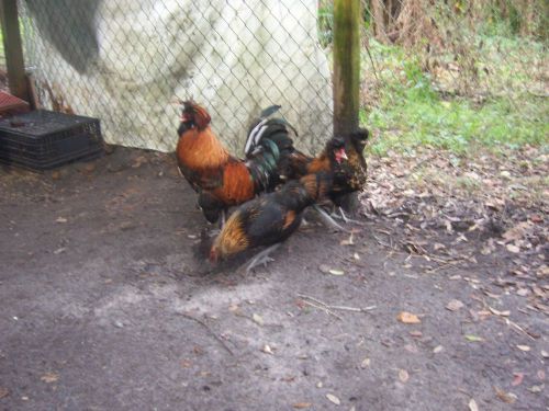 6+ extremely rare pavlovskaya  chicken hatching eggs! for sale