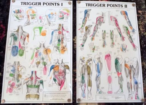 Vintage 1984 Trigger Points I &amp; II Laminated Anatomical Chart Set 21 x 34