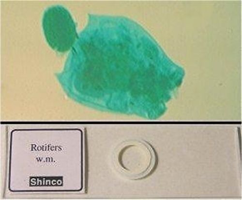 Rotifers WM Prepared Glass Microscope Slide