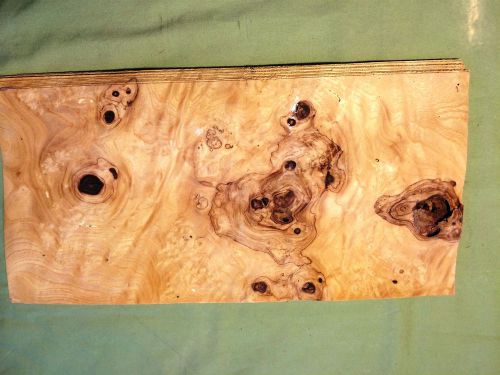 16 leafs of olive ash burl @ 13 x 6.5 wood veneer  #v1601 for sale