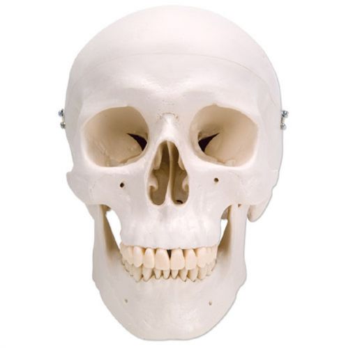 Anatomical Human skull with free shipping