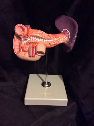 Altay Altay Pancreas, Duodenum and Spleen - code: 6090.11 Anatomical Model