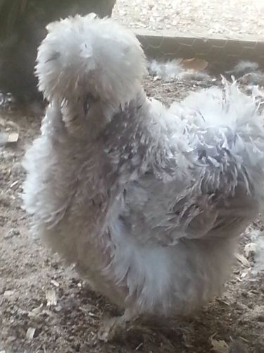 Sizzle/Silkie Chicken Hatching eggs (6)