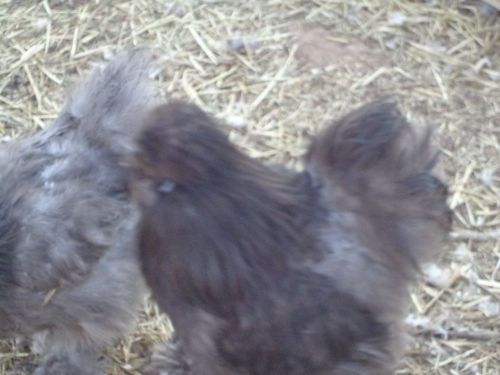 SILKIE CHICKEN HATCHING EGGS NPIP 12 +