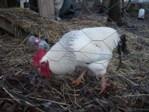 DELAWARE CHICKEN HATCHING EGGS 6