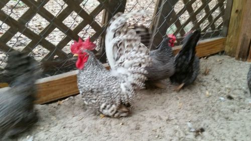 Japanese Bantam Hatching eggs Barred