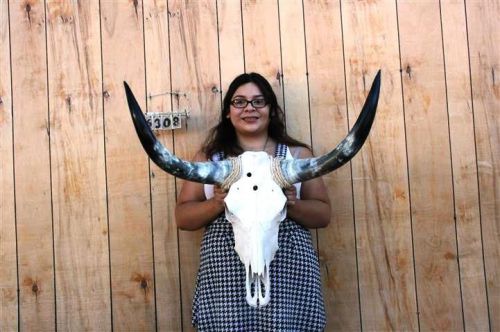Steer skull and 2&#039; 9&#034; long horns cow longhorns h6308 for sale